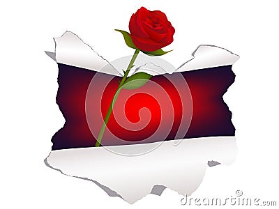 Rose through the hole in the paper Vector Illustration