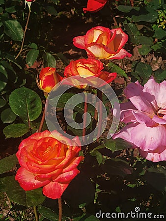 Rose or idk flowers by viv Stock Photo