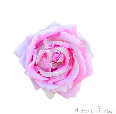Rose isolated on white background. Fully open gentle pink rose flower head isolated on white background. Stock Photo