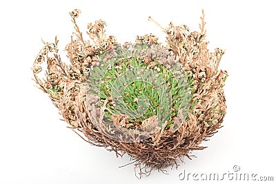 Rose of Jericho Stock Photo