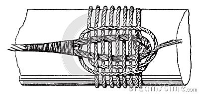 Rose Lashing, vintage illustration Vector Illustration