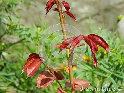 Rose leaf Stock Photo