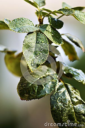 Rose leafs Stock Photo