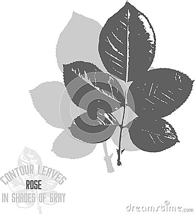 Rose leafs pattern vector illustration Vector Illustration