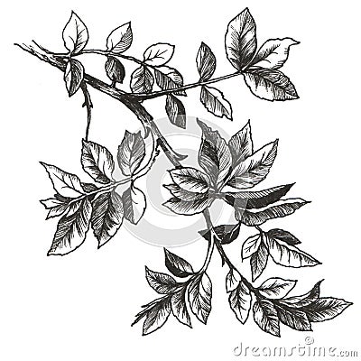 Rose leaves Cartoon Illustration