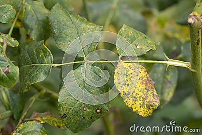 The rose leaves turned yellow due to the lack of chelates in the soil Stock Photo