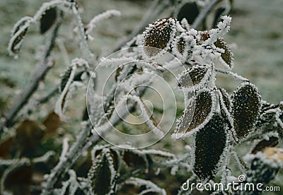 Rose leaves in the winter in the cold Stock Photo