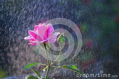 Light pink roses in the garden in summer rain Stock Photo