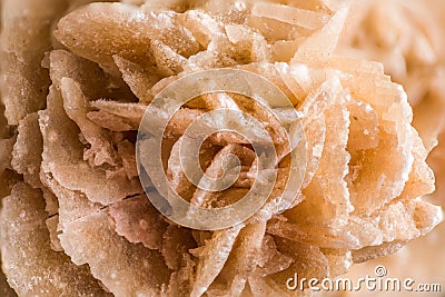 Rose-like formations of crystal clusters of gypsum Stock Photo