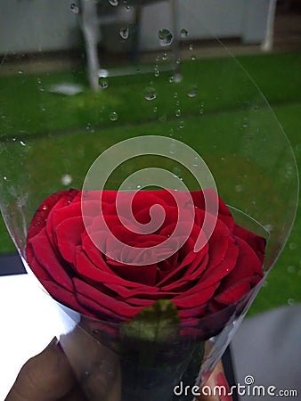 Rose for love Stock Photo