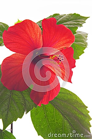 Rose mallow close-up Stock Photo