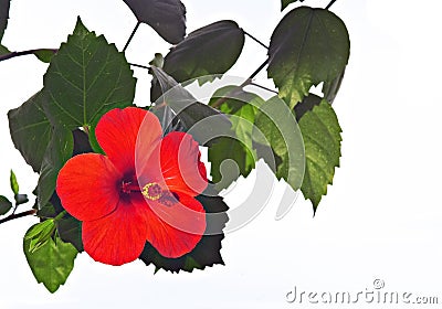 Rose mallow close-up Stock Photo