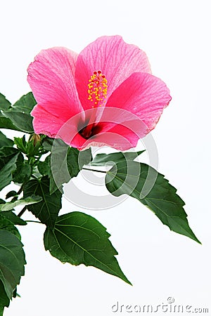 Rose mallow close-up Stock Photo