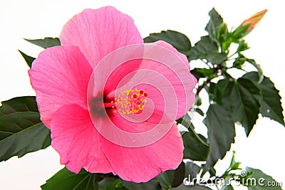 Rose mallow close-up Stock Photo