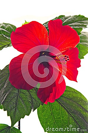 Rose mallow close-up Stock Photo
