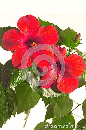 Rose mallow close-up Stock Photo