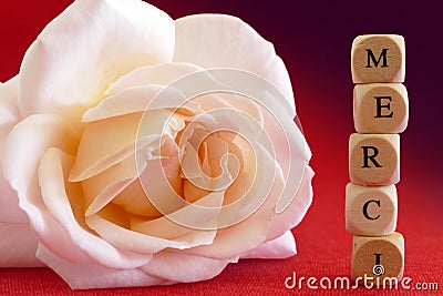 Rose and message Merci, french word, which means thanks, written Stock Photo