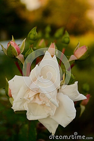 Rose milky flower Buds plant floral postcard nature garden love valentine natural romantic background dark Stock Photo