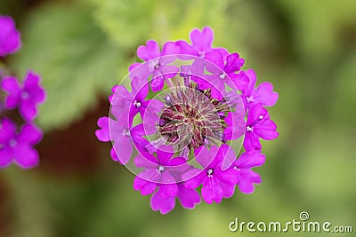 Rose mock vervain Verbena canadensis, showy pink-purple flowers Stock Photo