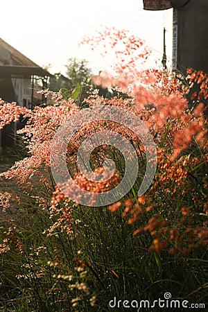 Rose Natal Grass Or Melinis Respens Stock Photo