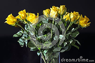 Yellow roses on a black background Stock Photo