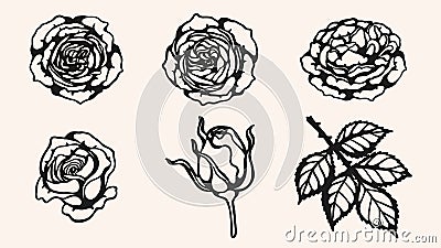 Rose ornament vector by hand drawing Vector Illustration