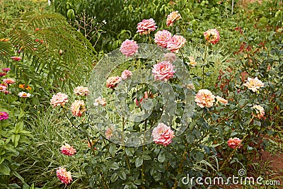 Rose and other flowers in flowerbed Stock Photo