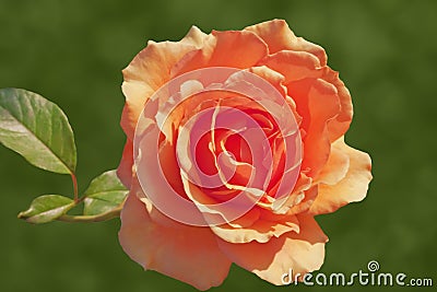Rose pale orange or peach color isolated as postcard Stock Photo