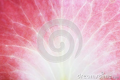 Rose petal Stock Photo