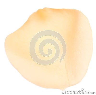 Rose petal Stock Photo