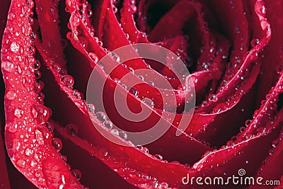 Rose Petal Droplets Stock Photo