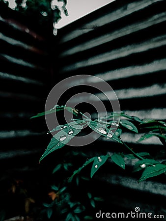 Rose petal leaves on rainy weather. Water droplets above the leaves. Edited photo. Captured during rainy weather background Stock Photo