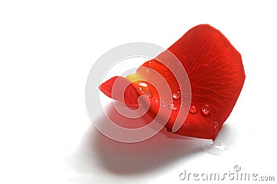 Rose petal on white background Stock Photo