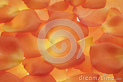 Rose petals Stock Photo