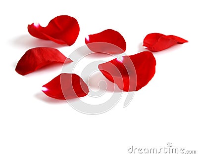 Rose Petals Stock Photo