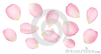 Rose petals Vector Illustration