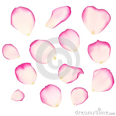 Rose petals Vector Illustration