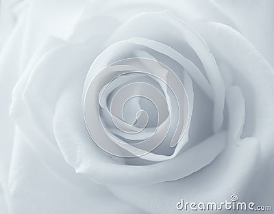 Rose Petals Stock Photo