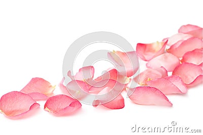 Rose petals Stock Photo