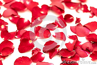 Rose petals arranged in a pattern Stock Photo