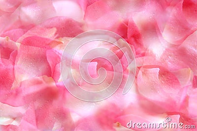 Rose Petals background Stock Photo
