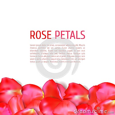 Rose petals border Vector Illustration