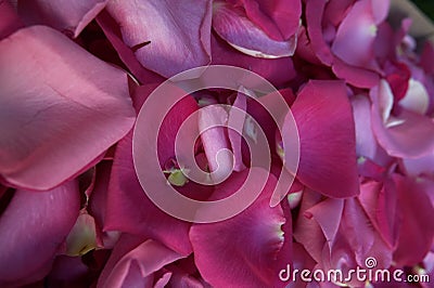 Rose Petals - Delicate Pink Stock Photo