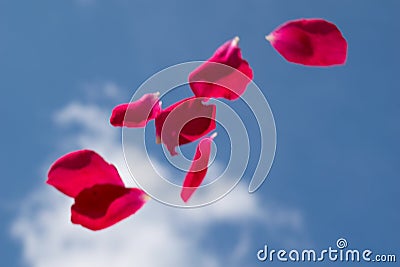 Rose petals floating in the clear air-blue sky Stock Photo