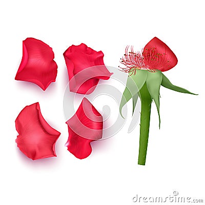 Set of rose petals in realistic style on white background, vector illustration, petals of red color, applicable for design of Vector Illustration