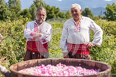 Rose picking festival Editorial Stock Photo