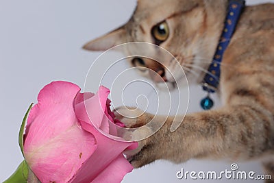 Rose pink Cat Touch Flower Stock Photo