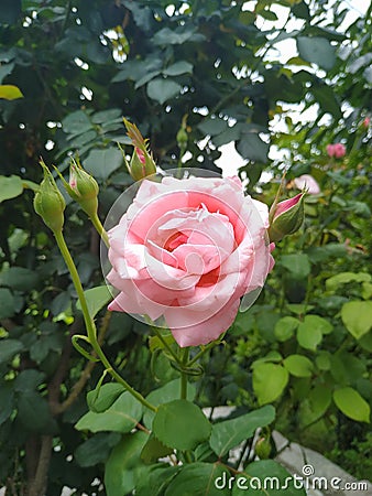 Rose flower in garden and blooms and beautiful petal Stock Photo