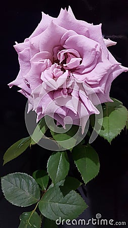 Rose pink lilas, with black background Stock Photo