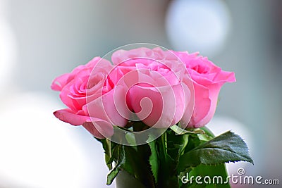 Rose is pink Stock Photo